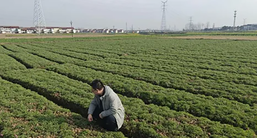 æªé¨ç»¸ç¼ªæ¢å®æ ç²¾åæ½ç­æ§ææ¬ââéç¥æåæ·±å¥å»¶è¡ç´¢äº§åºå¼å±ä¸é¡¹è°ç 